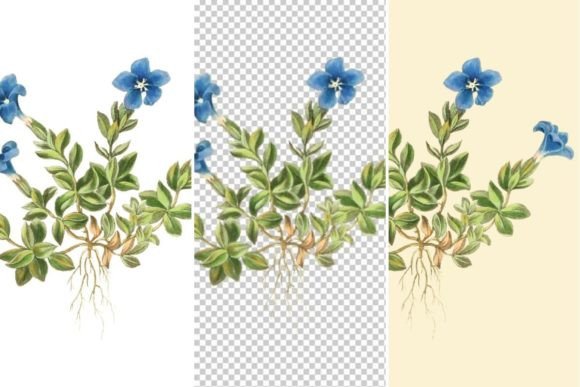Spring Gentian Floral Illustrations: Vintage Botanical Art for Modern Projects