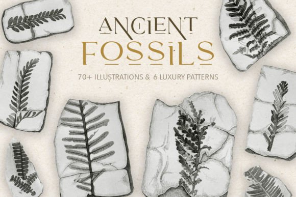 Vintage Fossil Illustrations & Patterns: Natural Design Assets
